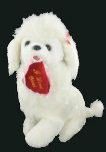 带心的小贵宾犬